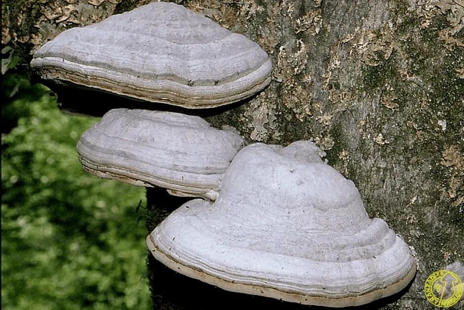 Трутовик настоящий fomes fomentarius. Трутовик обыкновенный fomes fomentarius. Трутовик ивовый. Трутовик гриб паразит. Гриб трутовик растение