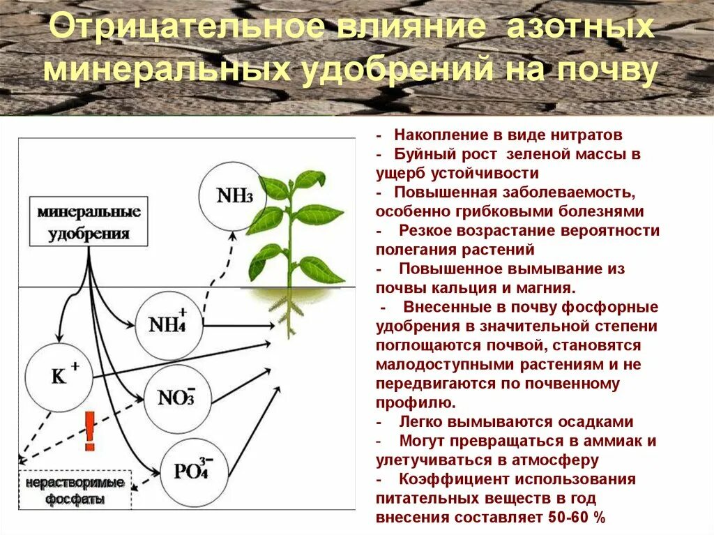 Отрицательные действия. Влияние Минеральных удобрений на растения. Азотные удобрения влияние. Негативные последствия азотных удобрений. Влияние азотных удобрений на растения.