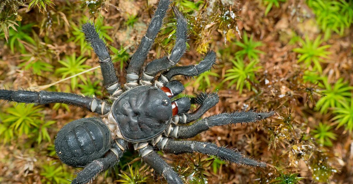 Членистобрюхие пауки. Liphistius malayanus. Паук Лифистиус. Liphistius Desultor. Предки паукообразных