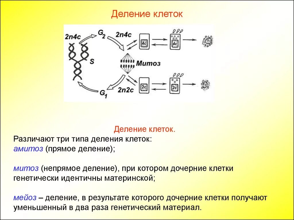 Большие циклы состоят из. Клеточный и митотический циклы. Клеточный митотический цикл клетки. Митотический цикл митотический цикл. Этапы митотического цикла.