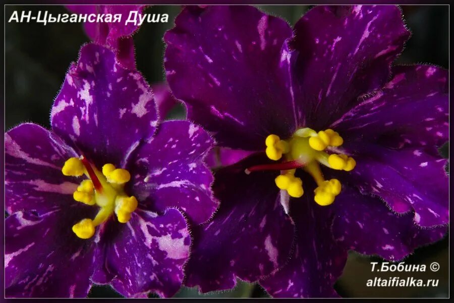 цыганский фон. михаль элия камаль. международный день цыган. душа цыгана ансамбль. эх цыганка.