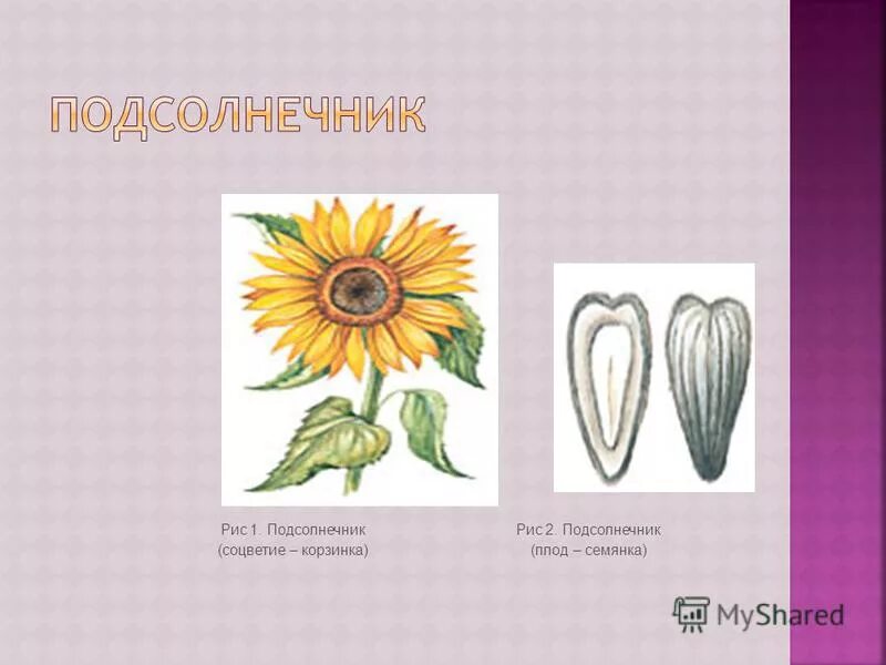 Строение цветка подсолнечника. Подсолнечник вид соцветия. Типы соцветий. Тип соцветия подсолнуха. Подсолнечник однолетний фармакогнозия.