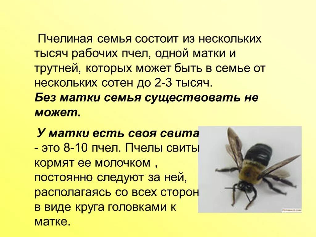 Информация о пчелах 2 класс окружающий. Доклад на тему Пчеловодство. Информация о пчелах. Информация о пчелах 2 класс. Окружающий мир пчелы.