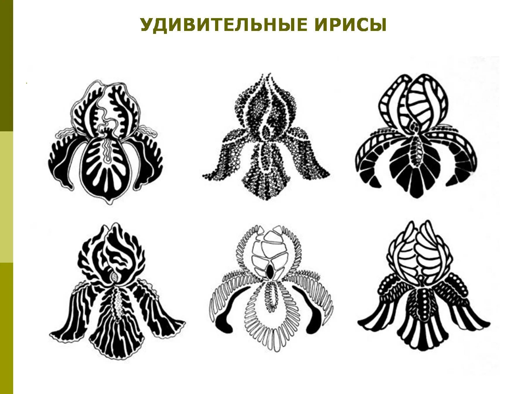 Образцы изображений. Трансформация растительных форм в орнаментальные мотивы. Стилизация и трансформация растительных форм. Трансформация природного мотива в орнаментальную декоративную форму. Стилизация растений.