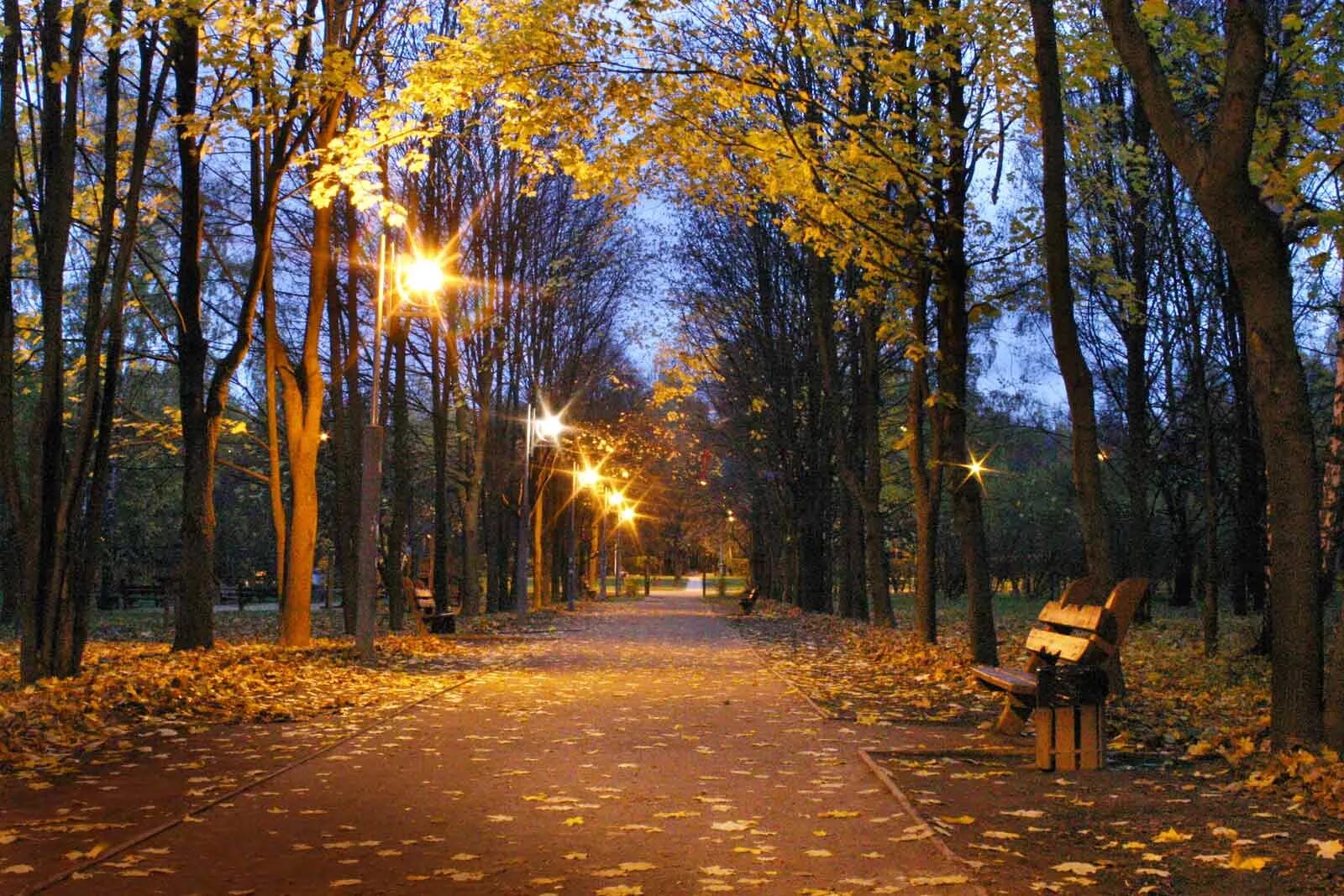 В старом парке есть кленовая аллея. Тропаревский лесопарк Кленовая аллея. Тропаревский парк Москва. Тропаревский парк ночью. Ландшафтный заказник теплый стан.