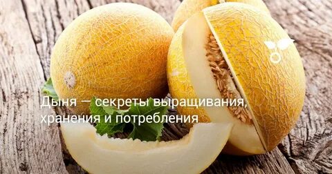 Дыня белки