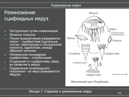 Стадии медузы