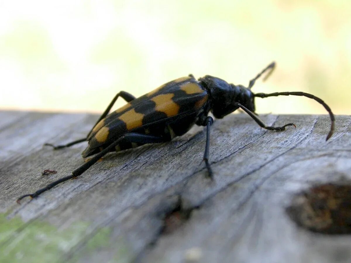 Двенадцатиточечная божья коровка (coleomegilla maculata). Жук лонгхорн желтый. Зеленый полосатый жук. Жук черный блестянка. Жук блестянка.