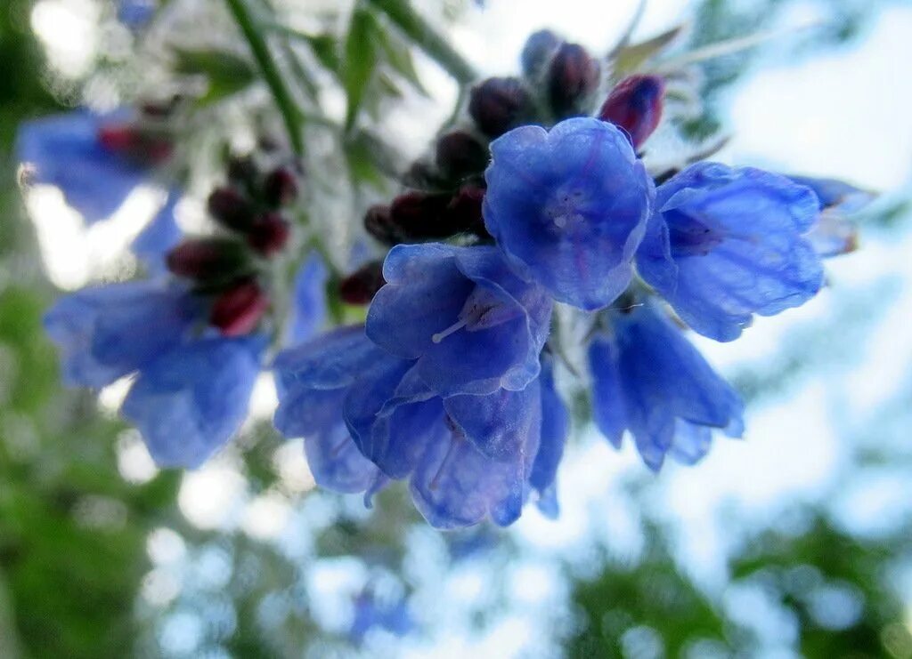 Стеклянный синий цветок. Стеклянное цветок синий. Стеклянный синий цветок фото. Рисунок на голубой чашке фото.