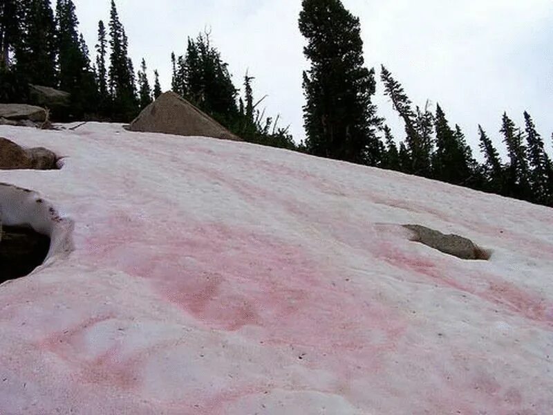Сьерра Невада розовый снег. Сьерра Невада красный снег. Сьерра Невада Арбузный снег. Розовый снег в Хибинах. Выпал розовый снег