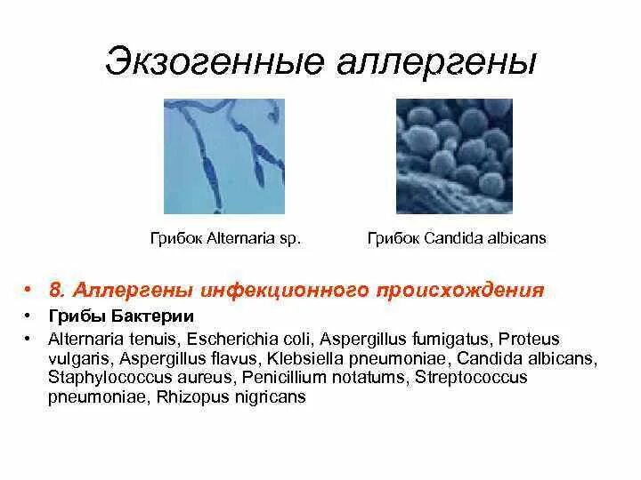 Экзогенные аллергены. Аллергены инфекционного происхождения. Экзогенные аллергены инфекционного происхождения. Плесневые грибы аллергены.