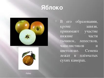 Как называется плод яблока