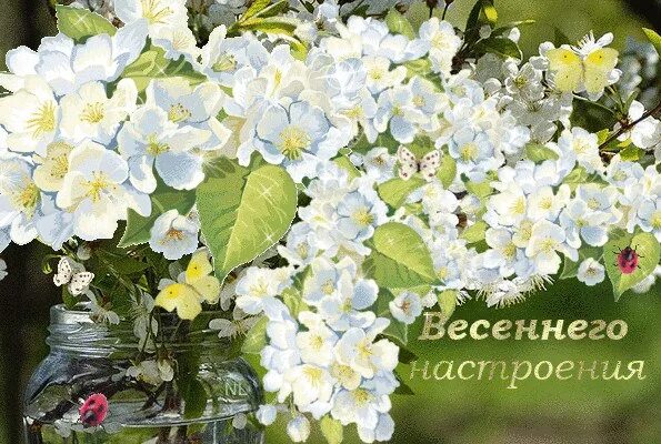 Доброго весеннего дня. Хорошего весеннегнастроения. Открытки весеннего настроения. Открытка весенняя настроение. Весеннее настроение.