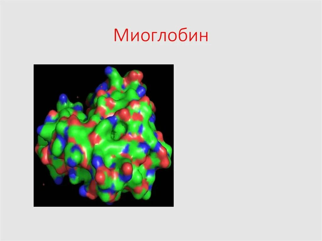 Какова функция миоглобина. Миоглобин строение. Миоглобин структура. Белок миоглобин. Окисление миоглобина.