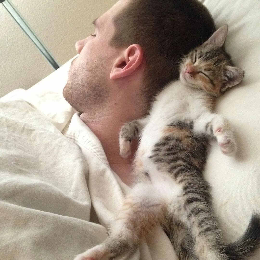 кот будет хозяина. мужчина с котом. котенок спит на ногах. кот будит хозяйку. кот будет хозяина.