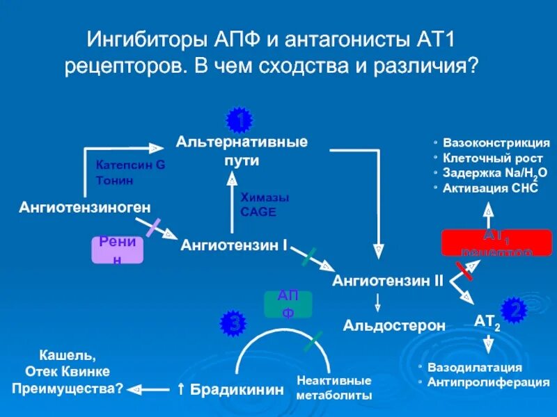 Ингибиторы рецепторов ангиотензина 2. Ингибиторы РААС. Блокаторы ат1‐рецепторов ангиотензина II (бра). ИАПФ + блокатор рецепторов к ангиотензину II.