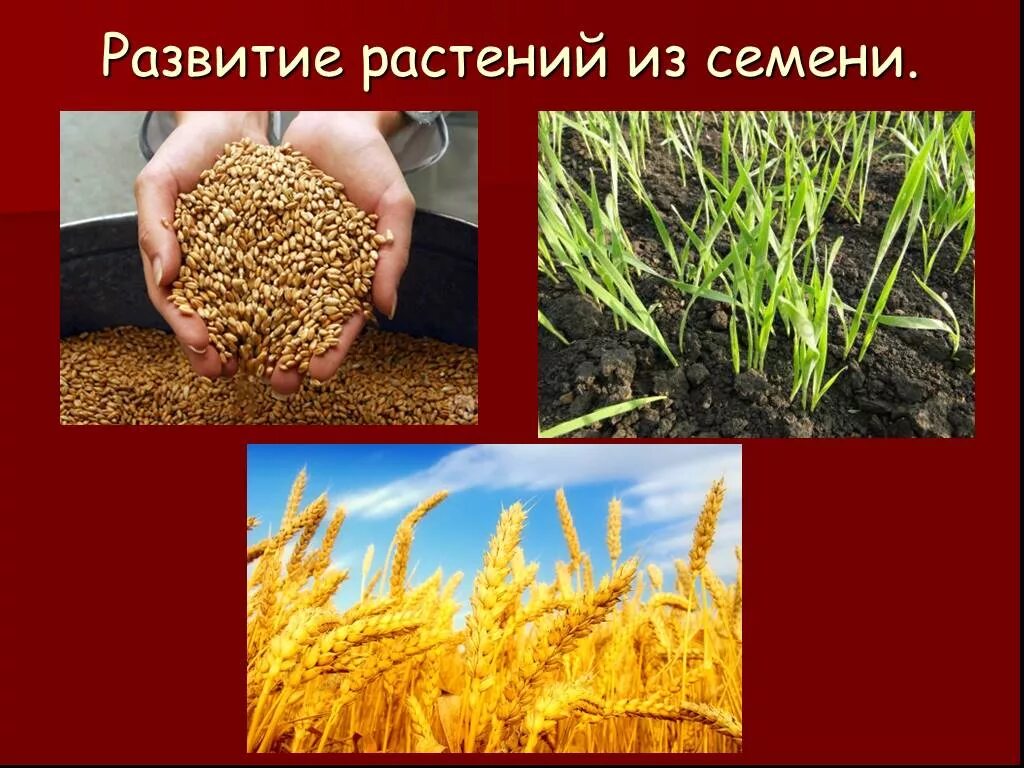 Окружающий мир 3 размножение и развитие растений. Размножение и развитие растений. развитие растения из семени 3 класс. семена растений 3 класс. модель развития семени 3 класс.