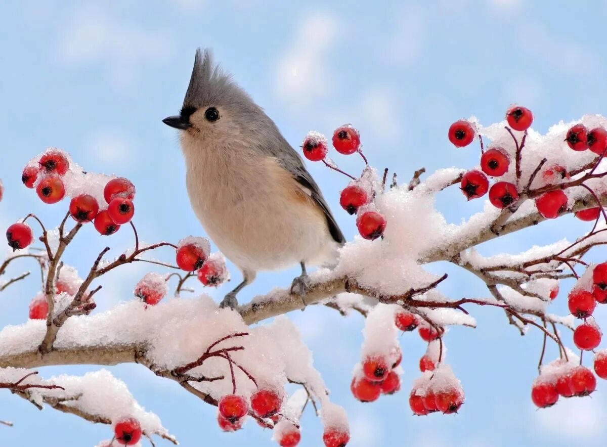 День орнитолога 19 февраля. День птиц в феврале. Праздники животных птиц в феврале. День орнитолога 19 февраля картинки.