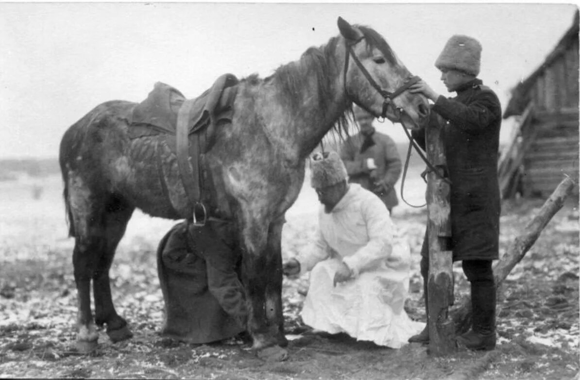 Иппотерапия фон для презентации. Ветеринария лошади. Лекарь лошадей. Военная ветеринария в 18 веке. Лекарь лошадей.