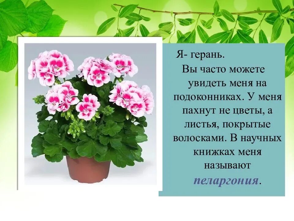 Герань звуки и буквы. Пеларгония зональная Родина. Пеларгония многоцветковая. Пеларгония метельчатая. Герань герань Ельке.