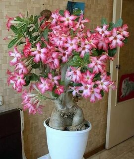 Цветок адениум дома