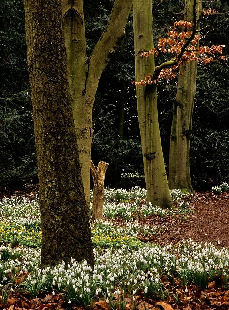 Растительность Великобритании. Растения Англии. Картинки трава в саду. Spring in England.