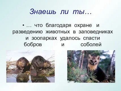 Какой вид животных удалось спасти благодаря разведению