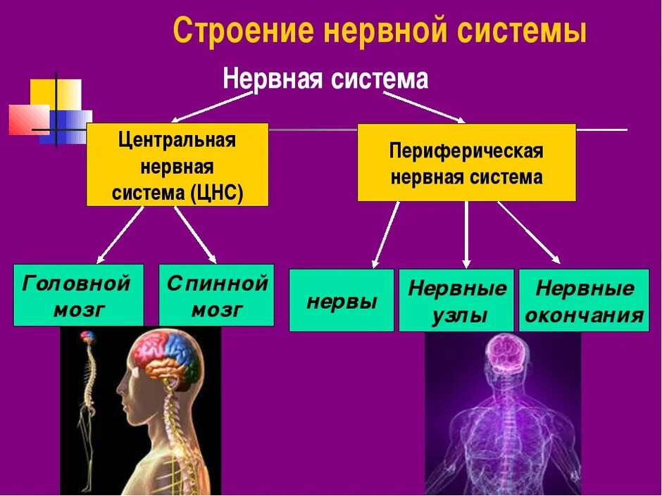 Нарушение нервной системы 8 класс. Нервная система структура организма. Таблица нервной системы по биологии 8 класс. Схема нервной системы человека Центральная и периферическая. Анатомические строение нервная система биология 8 класс.