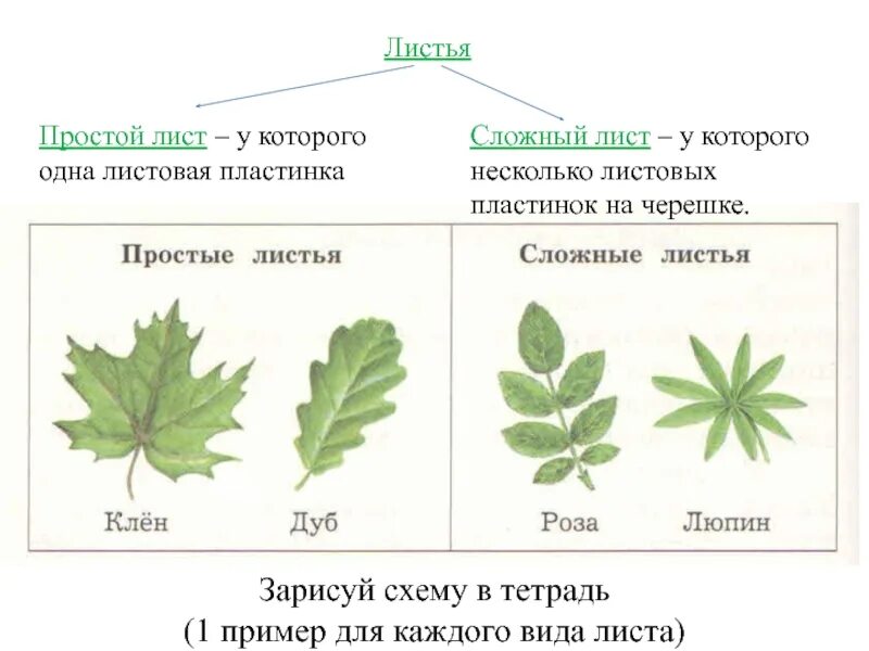 Клен простой или сложный лист. Простые и сложные листья. Простой и сложный шист. Слодный и просто листь. Какой лист называют сложным