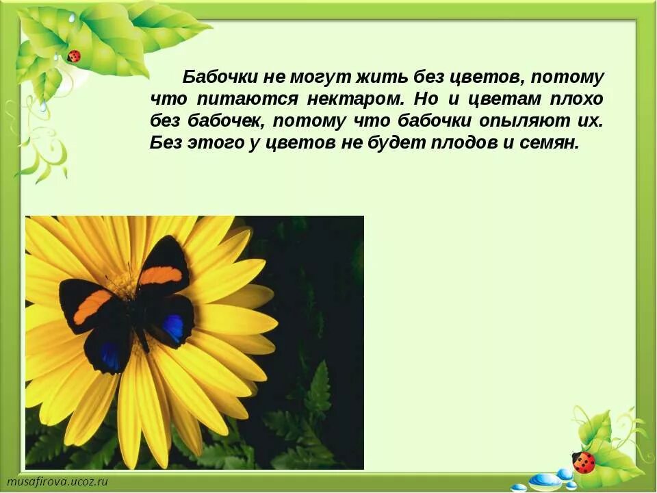 Можно ли рвать цветы