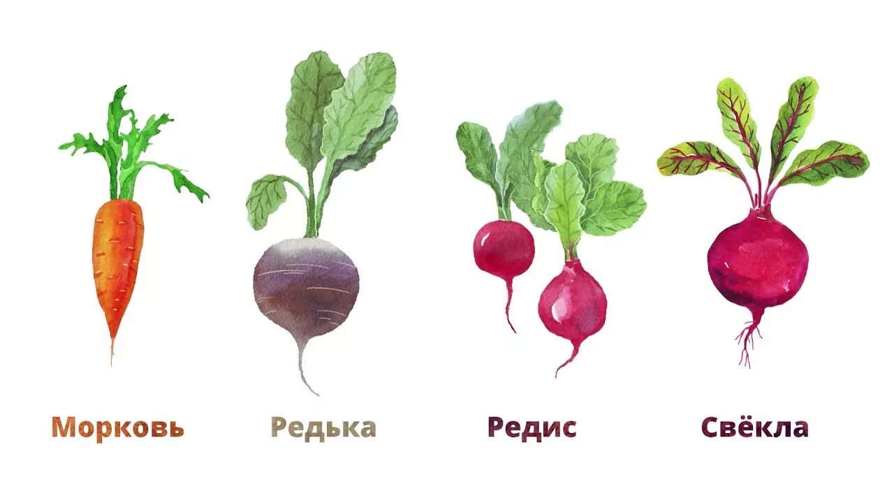 Редька рисунок. Овощи на грядке вектор. Огород с грядками для детей. Корнеплоды рисунок. Корнеплоды для детей.