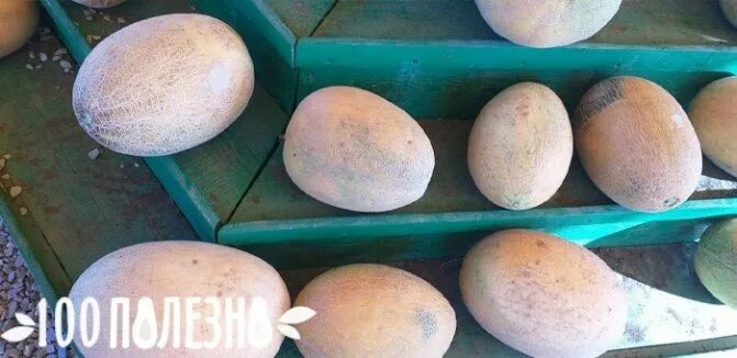 Дыня торпеда как выбрать сладкую и спелую. Спелая дыня торпеда. узбекская дыня торпеда. дыня гривна. поставка дыни торпеда.
