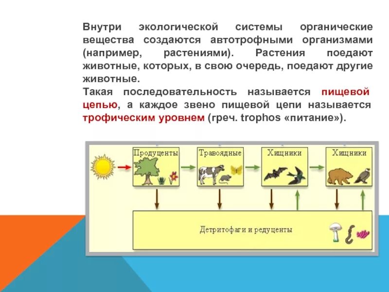 Производят органические вещества из неорганических. Организмы разрушители. Последовательность организмов в пищевой цепи. Организм который является потребителем органических веществ. Великий круговорот жизни.