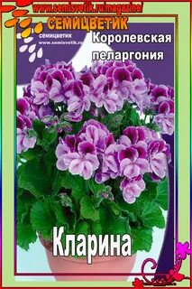 Герань купленная в магазине