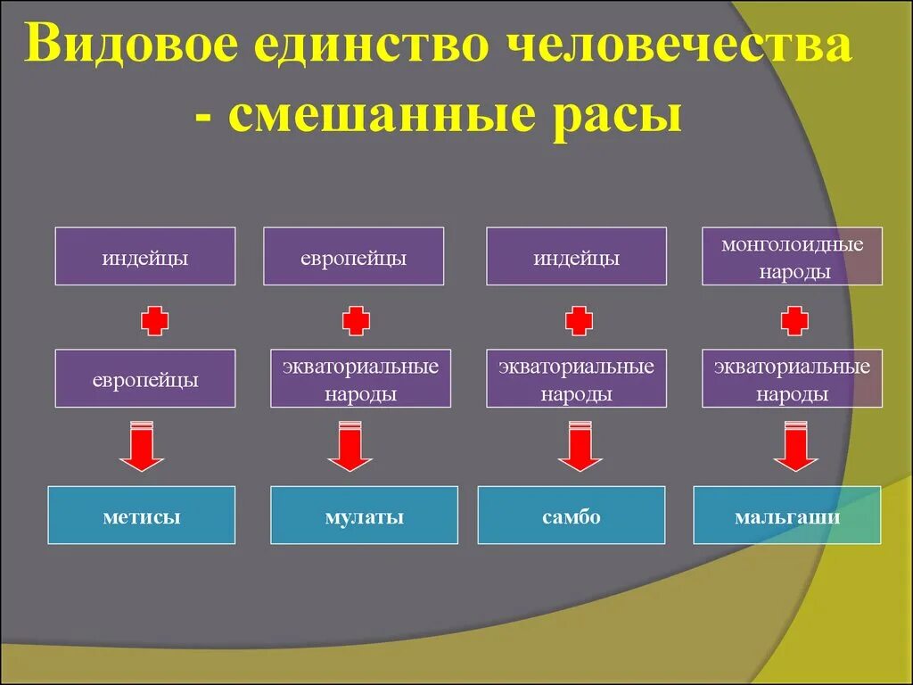 Человеческие расы 6 класс география. Смешанные расы. Расы смешанные расы. Смешанные расы география. Схема смешанных рас.