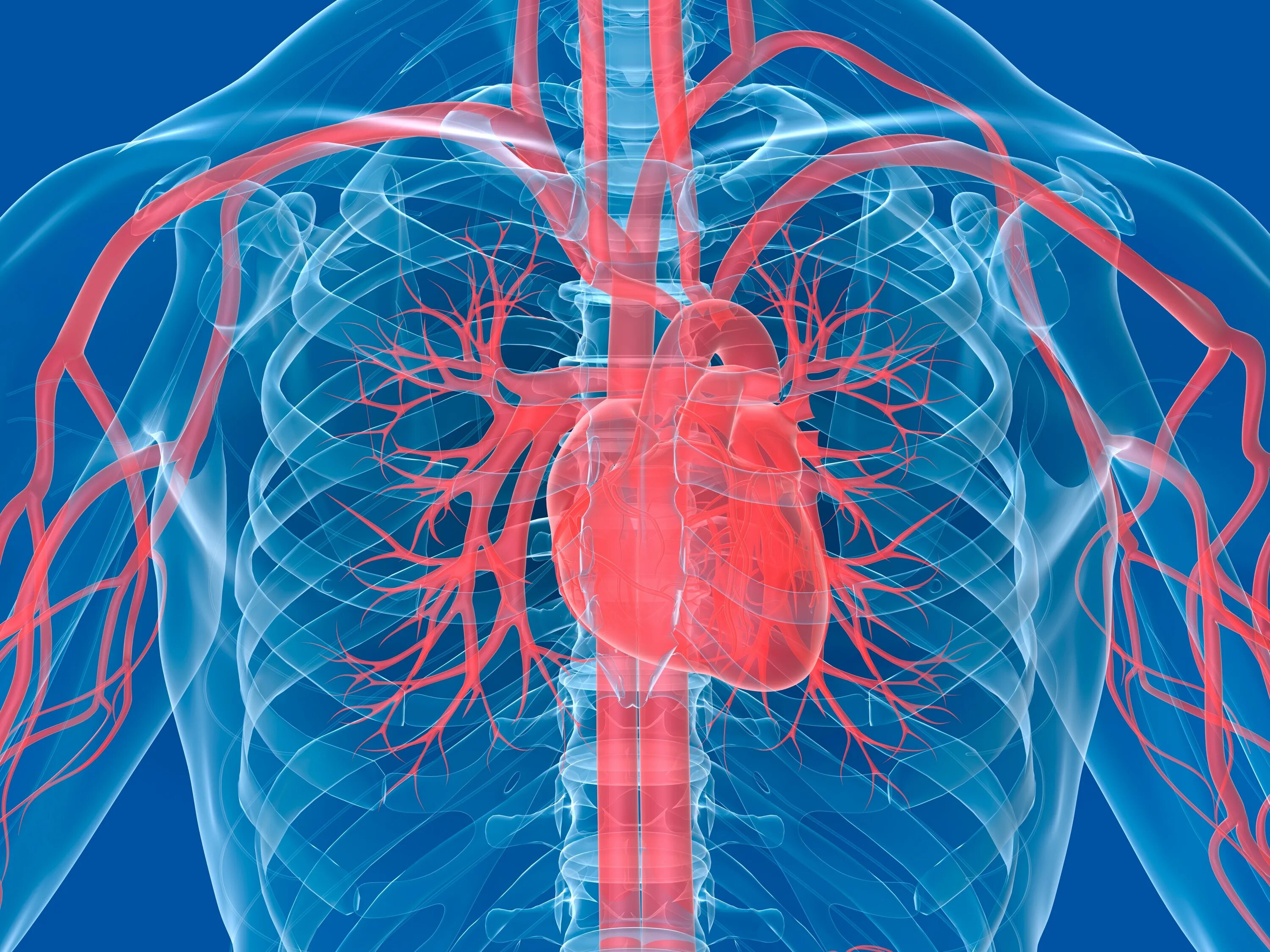 Cardiovascular system. Сердечно сосудистая система. Сосуды сердца. Сердечныесосдистая система.