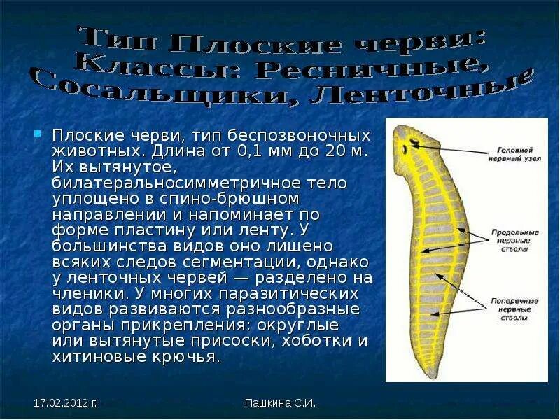 Рыбы по форме тела. Форма тела плоских. Класс ресничные черви планарии. Веретеновидная форма тела. Строение тела плоских червей.