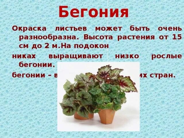 Бегония значение. Бегония метельчатая.