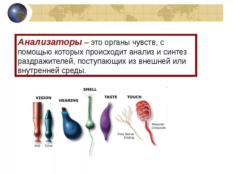 Анализаторы человека презентация. Органы чувств физиология. Перечислите органы чувств человека. Анализаторы органы чувств. Система органов чувств функции.