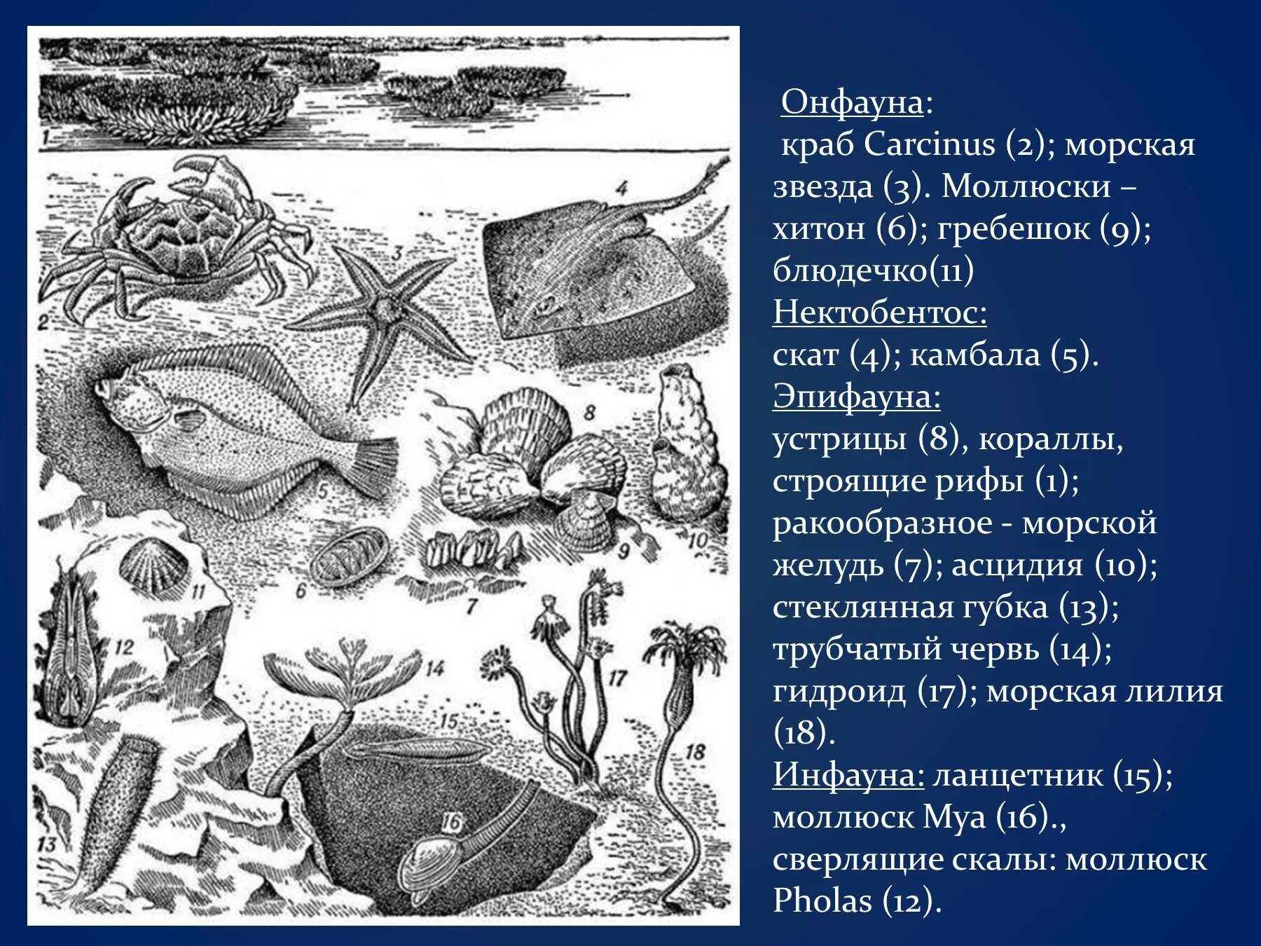 Обитатели бентоса. Бентос Пресноводные водоемы. Представители бентос рисунок. Нектон и бентос. Бентос рисунок биология.