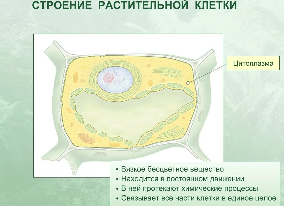 Пример растительной клетки. Современная схема строения растительной клетки. Строение растительной клетки. Структура растительной клетки. Структура клетки растения.