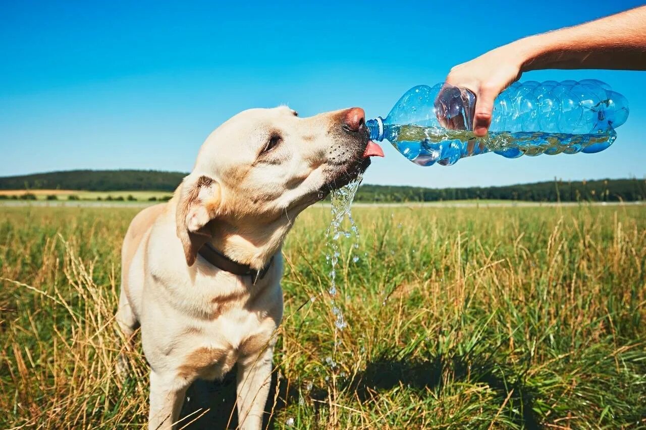 Сколько собака может без воды. Вода для животных. Питье животных. Собака спасается от жары. Собака в жару.