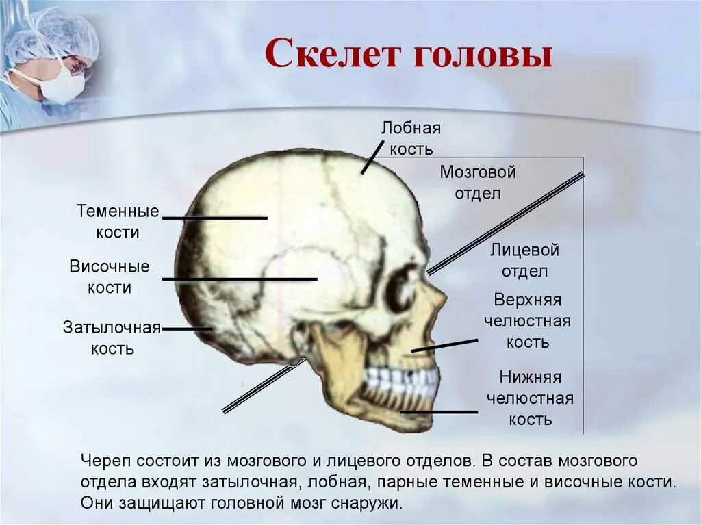 Какие кости относятся к височным. Кости головы анатомия затылочная кость. Кости мозгового и лицевого отдела черепа. Строение скелета головы. Мозговой отдел лобная кость.