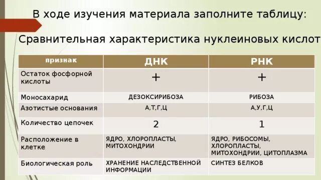 Признаки сравнения ДНК И РНК таблица. Сравнение ДНК И РНК таблица. Признаки ДНК И РНК таблица. Нуклеиновые кислоты признаки ДНК РНК таблица.