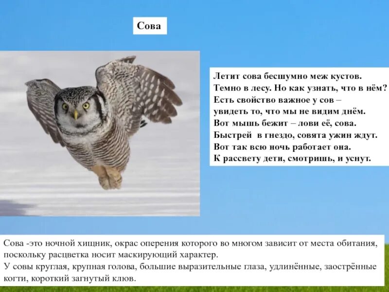 Сова летит. Совы летают днем. Летают ли Совы днем. Как летает Сова. Некоторые ученые считают что совы видят