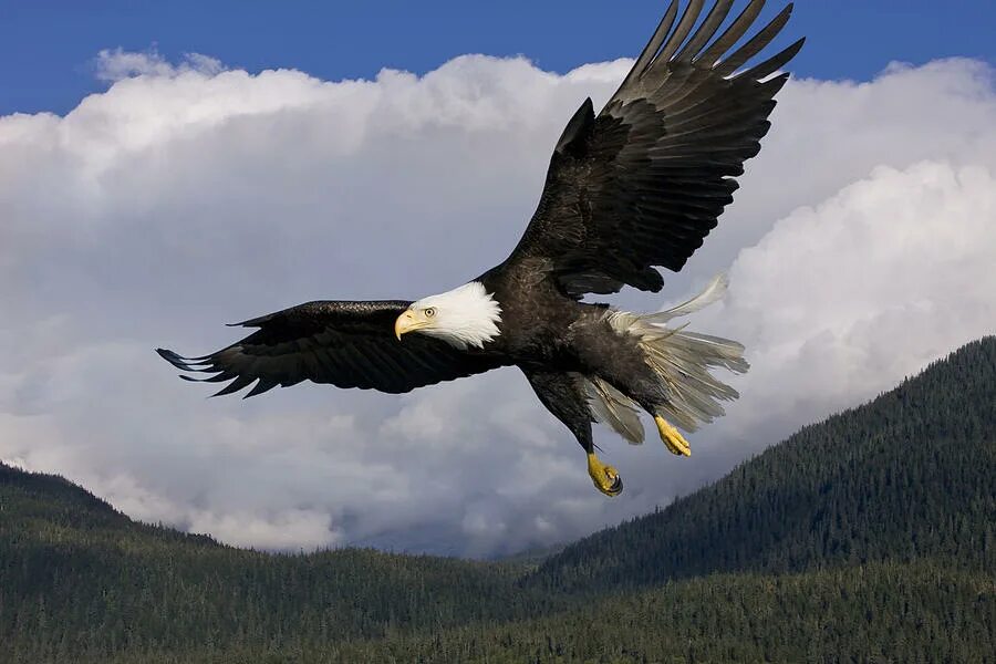 Eagles fly