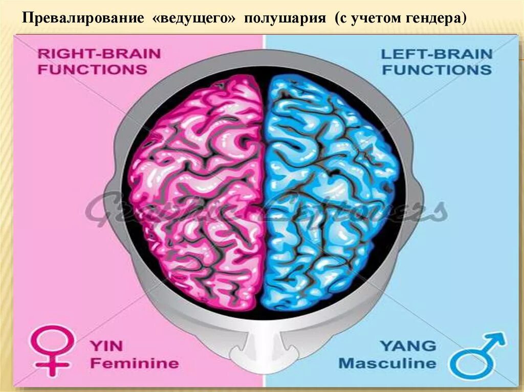 Ведомое полушарие. Полушария мозга. Межполушарная асимметрия головного мозга. Функциональная асимметрия головного мозга. Ведущее правое полушарие.