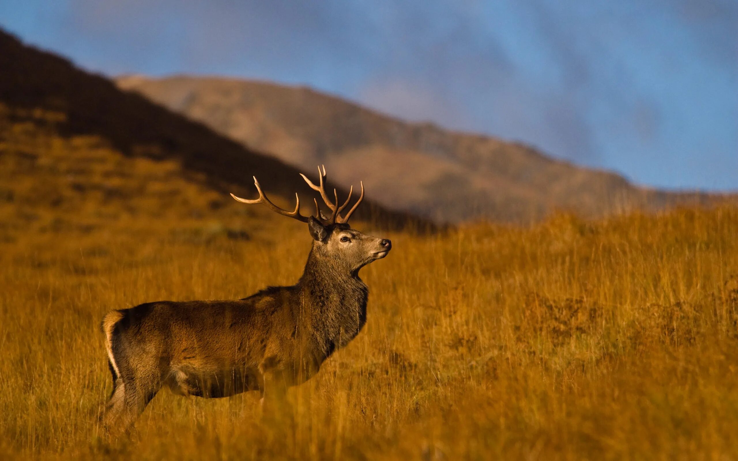 Шотландия благородный олень. Red Deer в Шотландии. In the Wild. Величественный олень. Большой дикий олень