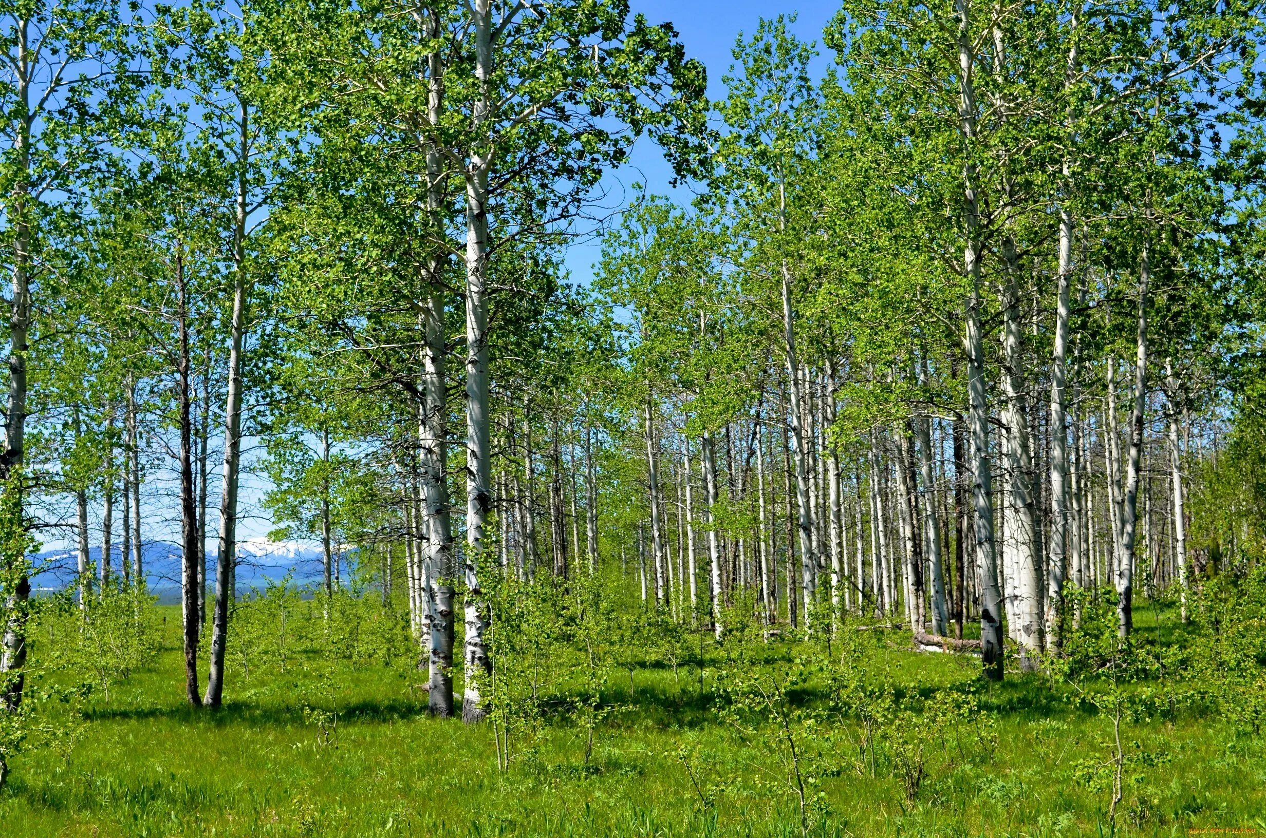 Х березки. Березовая роща Якутии. Природа Якутии, Березовая роща. Природа Якутии березы березы. Березовая роща Иркутск.