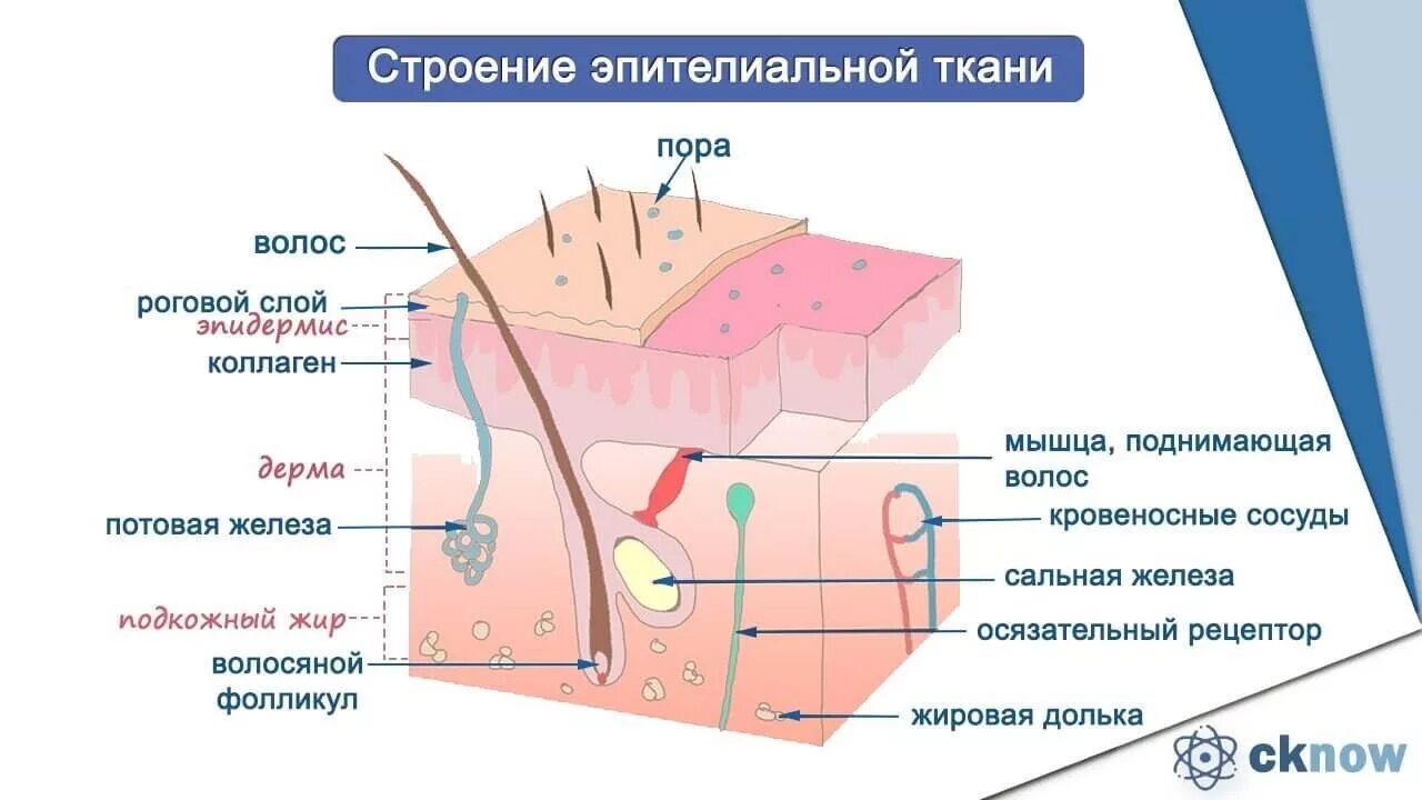 Эпителиальное строение функции. Строение эпителия ткани. Строение эпителиальной ткани анатомия. Покровный эпителий строение ткани. Строение эпителия человека.
